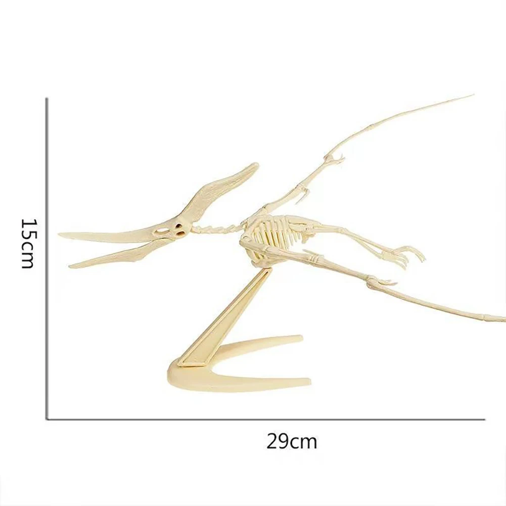 Pterosaur Skeleton