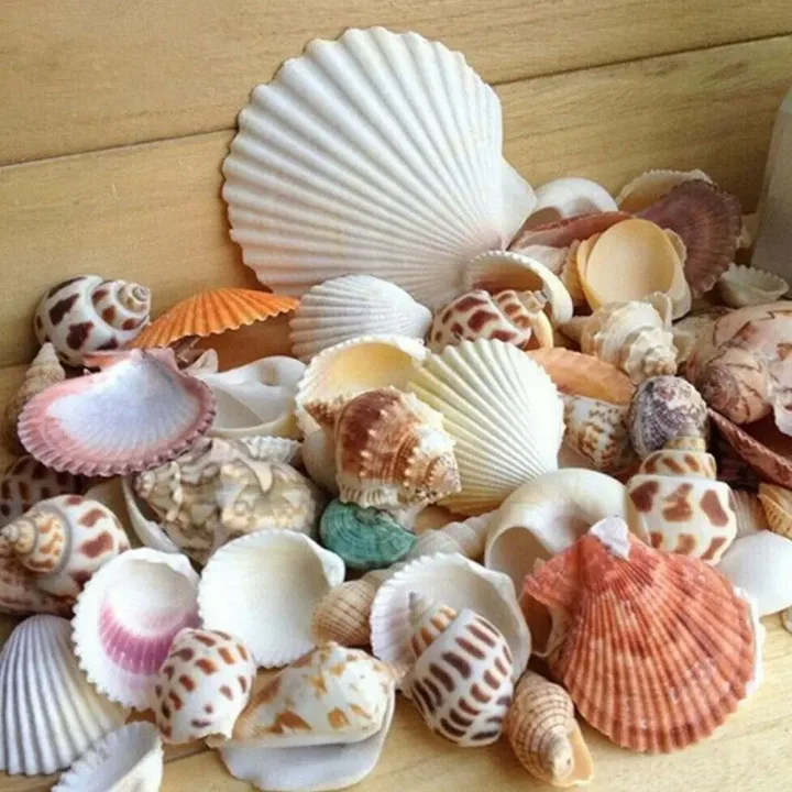 100g/bag Mixed Sea Beach Conch Shells Crafts Seashells Mini Natural Conch Corn Screw DIY Aquarium Landscape Decor Photo Props