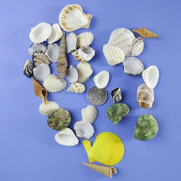 100g/bag Mixed Sea Beach Conch Shells Crafts Seashells Mini Natural Conch Corn Screw DIY Aquarium Landscape Decor Photo Props